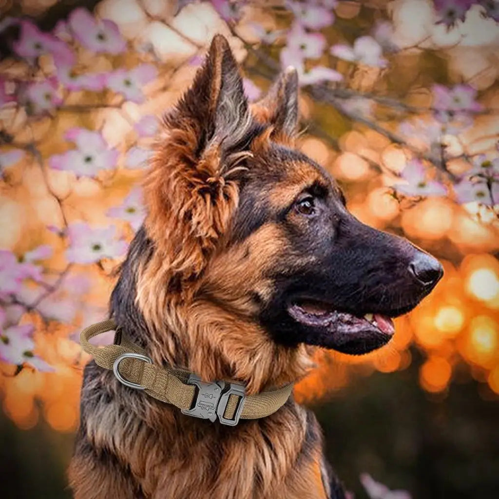 Breathable Nylon Dog Collar Outdoor Training Kit M-XL Sizes for Medium Large Breed Dogs