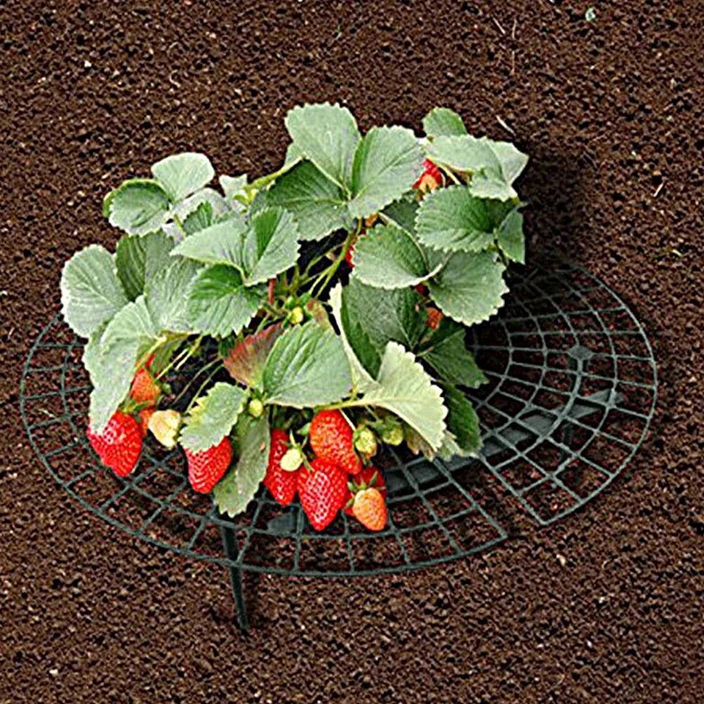 Strawberry Support Stand 4 Legs 30x9cm Plastic Vegetable Growing Rack for Berries Tomatoes Lettuce Garden