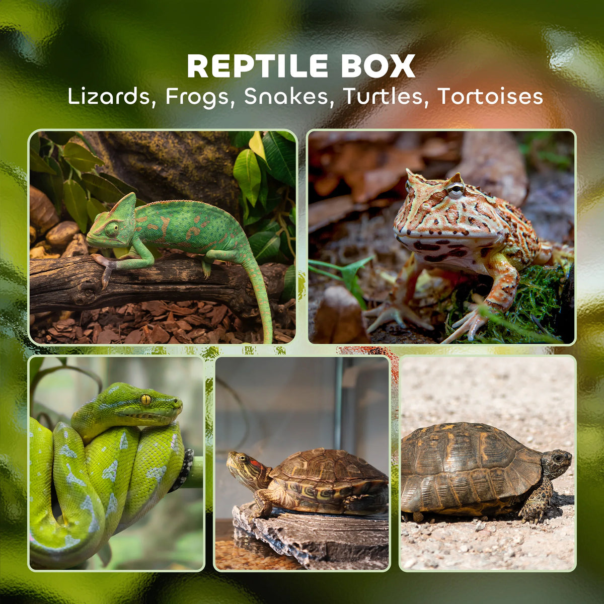 Glass Reptile Terrarium with Mesh Lid, Vivarium for Lizards, Frogs and Tortoises