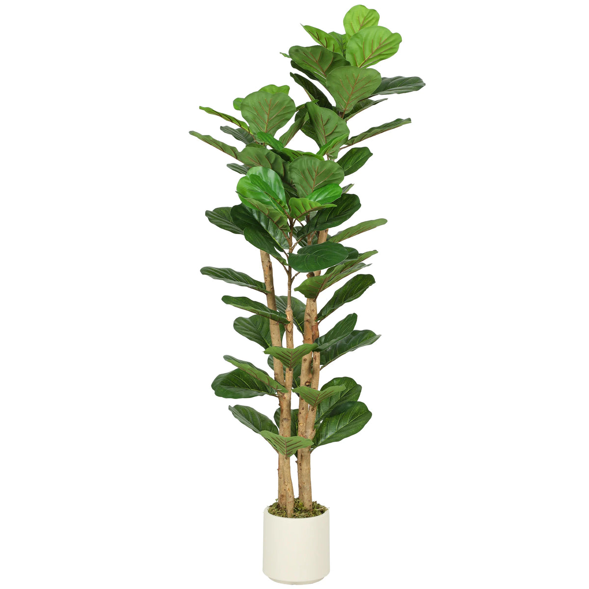 Artificial Fiddle Leaf Fig Tree 150cm with PEVA Real Touch Leaves and Solid Wood Trunks in Pot
